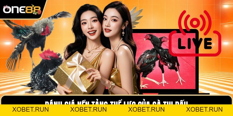 Cách Chọn Gà Chiến - Cẩm Nang Xem Tướng Kê Thần Chuẩn Cách Chọn Gà Chiến - Cẩm Nang Xem Tướng Kê Thần Chuẩn